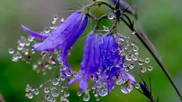 İlk Cemre Nereye Düşer?