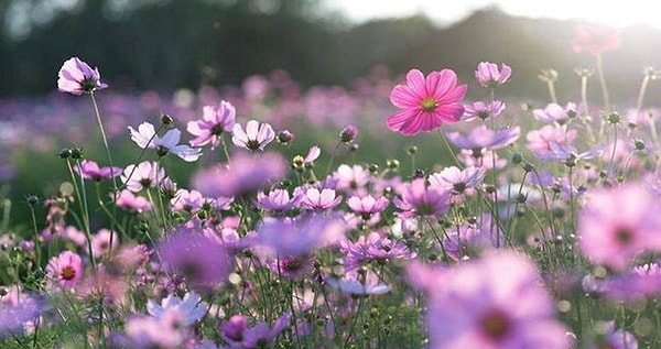 Cemre Düşmesi ile Bahar Arasındaki İlişki Nedir?