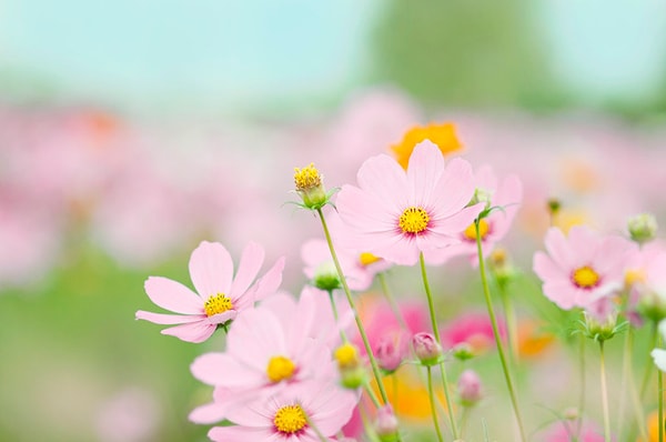 2026 Yılında İlk Cemre Ne Zaman Düşecek?