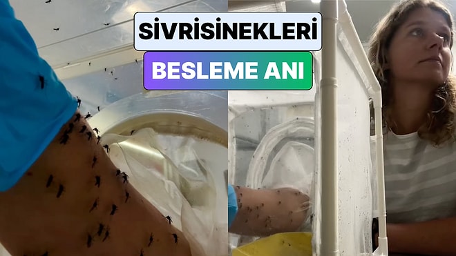 Böcekler Üzerine Araştırma Yapan Bir Bilim İnsanı Sivrisinekleri Beslediği Anları Paylaştı