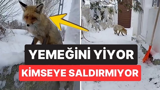 Bunu da Gördük! Boncuk Adını Verdiği 'Evcil' Tilkiyi Çocuğu Gibi Seven Kadının O Anları İçimizi Isıttı