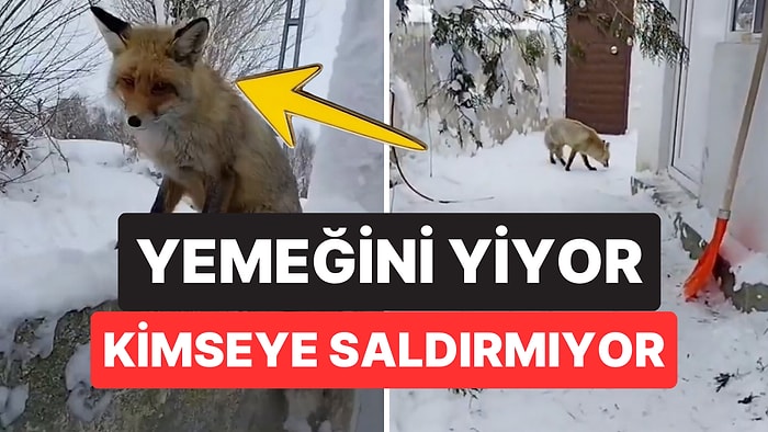 Bunu da Gördük! Boncuk Adını Verdiği 'Evcil' Tilkiyi Çocuğu Gibi Seven Kadının O Anları İçimizi Isıttı