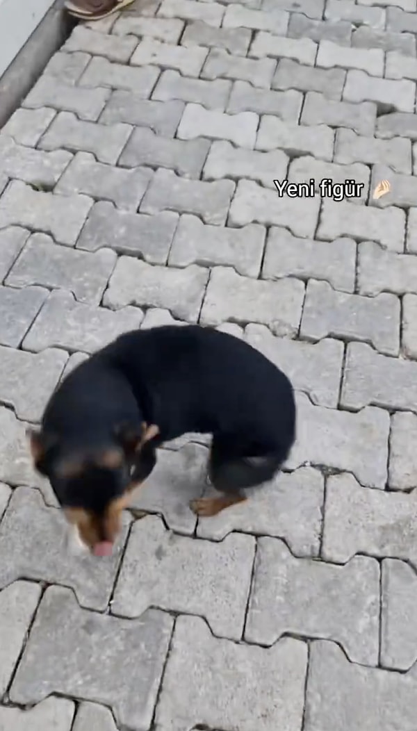 Eğitmen, köpeklerin rahatsızlıklarını beden diliyle çok net şekilde anlattığını ancak insanların bunu yanlış yorumladığını vurguladı.