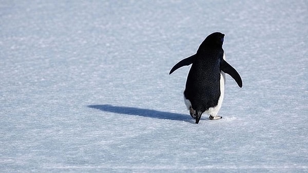 Yıllar önce çekilmiş bir belgesel, tekrardan kendisine yer buldu...