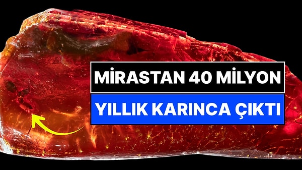 Mirası İçinden 40 Milyon Yıllık Karınca Çıktı!