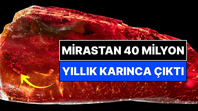 Bilim İnsanları Şokta: Goethe'nin Mirası İçinden 40 Milyon Yıllık Karınca Çıktı!