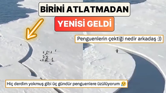 Birini Atlatamadan Yenisi Geldi: Şimdi de Buz Kırıldığı İçin Arkadaşlarından Ayrılan Penguen Viral Oldu
