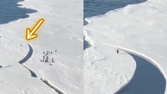 Before We Could Move On, New Viral Hit: Penguin Separated From Friends as Ice Breaks