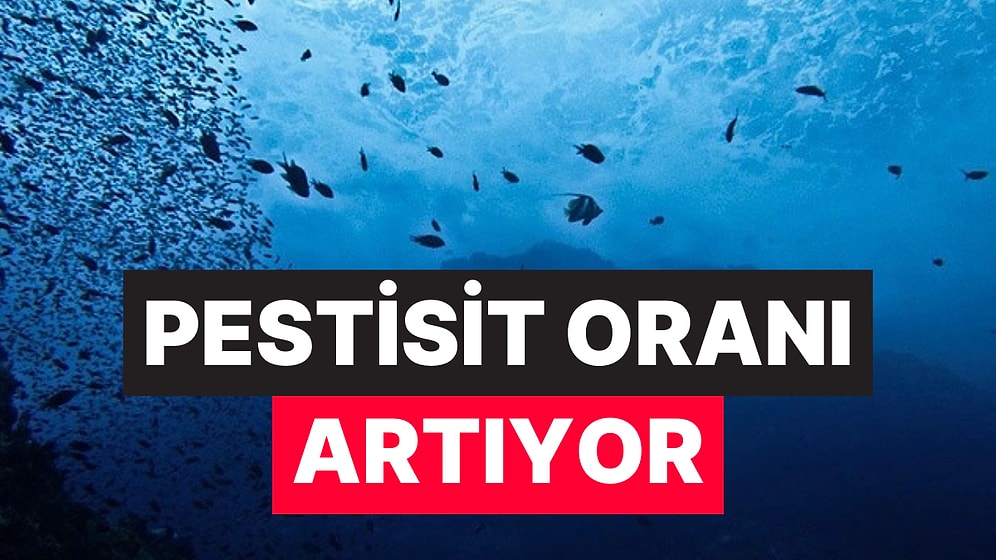 Düşük Doz Pestisitler Balıkları Sessizce Yaşlandırıyor: Yaşam Süresi Kısalıyor