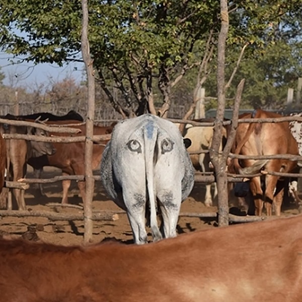 Aslanlar ve leoparlar, doğanın en yetenekli pusucu avcılarıdır.