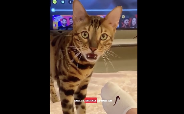 Nedir bu Flehmen tepkisi?