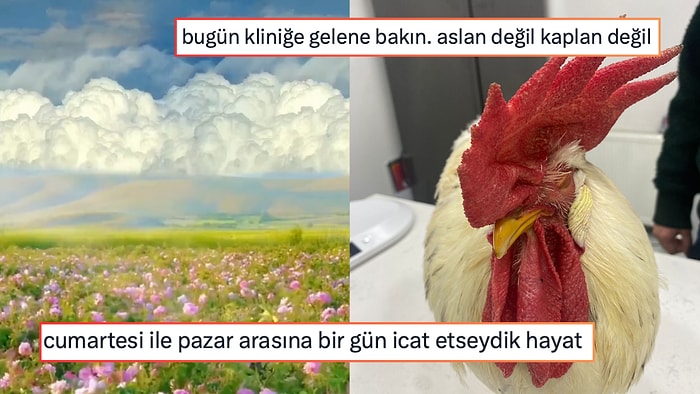 Cumartesi ve Pazar Arasında Bir Gün Hayal Edenden  Düz Lise İfadesine Kırılana Son 24 Saatin Viral Tweetleri