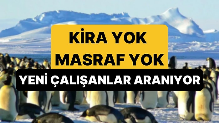 Kira, Fatura Derdi Yok: Antarktika'da Yüksek Maaşa Çalışacak Kişiler Aranıyor!