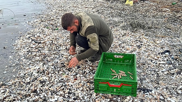 Bu canlılar doğal yaşam alanlarından kıyıya fırtına yüzünden yolculuk yapmak zorunda kalıyor.
