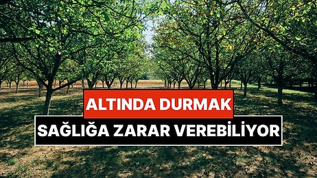 Yatırım Tavsiyesi Sayılır: Bahçeye Dikildiğinde Başa Bela Olan Ağaçlar