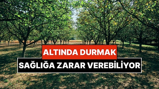 Yatırım Tavsiyesi Sayılır: Bahçeye Dikildiğinde Başa Bela Olan Ağaçlar
