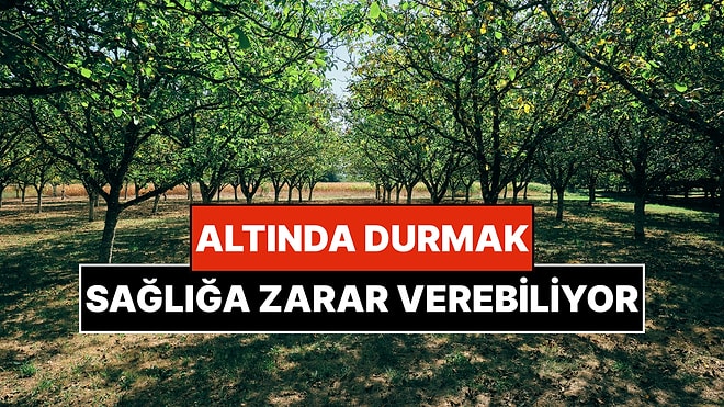 Yatırım Tavsiyesi Sayılır: Bahçeye Dikildiğinde Başa Bela Olan Ağaçlar