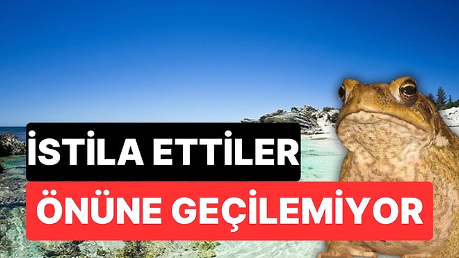 Önüne Geçilemiyor: 200 Milyon Kurbağa Avustralya’yı Ele Geçiriyor