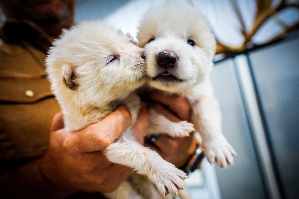 Nesli tükenen canlılar için genetik yedekleme dönemi başlıyor