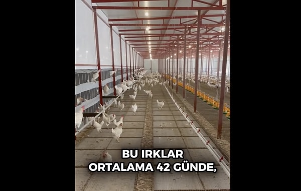 Mesele hormon değil tavuğun türü.