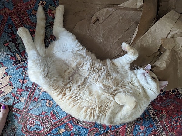 Göbek açma hareketinin arkasında farklı nedenler olabilir