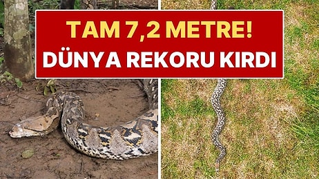 Guinness Tescilledi: 7 Metreyi Aşan Dev Canlı Dünya Rekoru Kırdı
