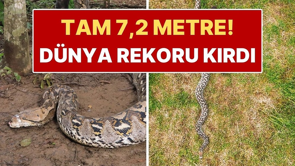 Guinness Tescilledi: 7 Metreyi Aşan Dev Canlı Dünya Rekoru Kırdı