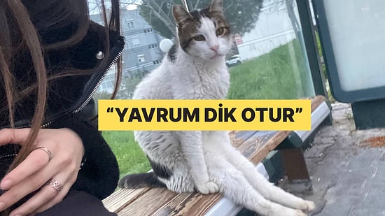 Gariban Oturuşuyla Fenomen Olan Kediye Yorum Yağdı