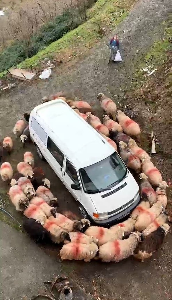 Araklı ilçesi Yassıkaya Mahallesi'nde yaklaşık 25 yıldır besicilikle uğraşan Faik Hancı (43), sabah saatlerinde koyunlarını yemlemek için ahırdan çıkardı.