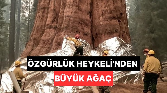 1 Milyonluk Kilosu ve Görkemli Boyu ile İşte Dünyanın En Büyük Ağacı!