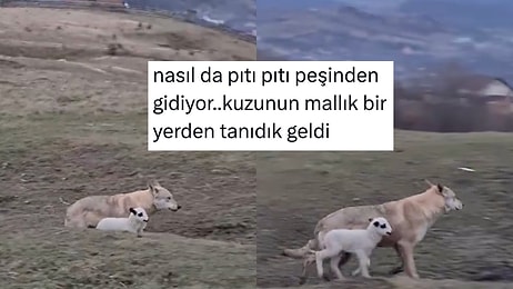 Kurtla Dost Olan Kuzu Videosundan Hayata Dair Dersler Çıkaran Kişiler
