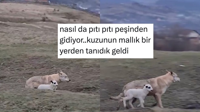 Kurtla Dost Olan Kuzu Videosundan Hayata Dair Dersler Çıkaran Kişiler
