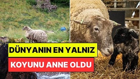 Dünyanın En Yalnız Koyunuydu: İki Yıl Kayaların Üstünde Mahsur Kaldıktan Sonra Anne Oldu