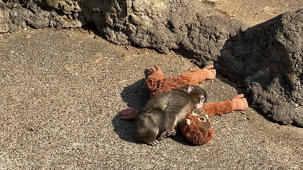 Bebek mamak maymunu Punch, doğumundan sonra annesi tarafından terk edildi.