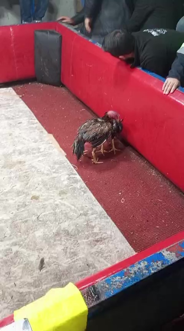 Adana’da polis ekipleri, kapısında “Kanatlı Hayvanları Koruma Derneği” tabelası bulunan kıraathaneye baskın düzenledi.