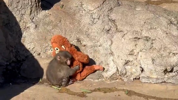 Son dönemde sosyal medyada viral olan hayvanlar her birimize farklı sorgulamalar yaptırdı.