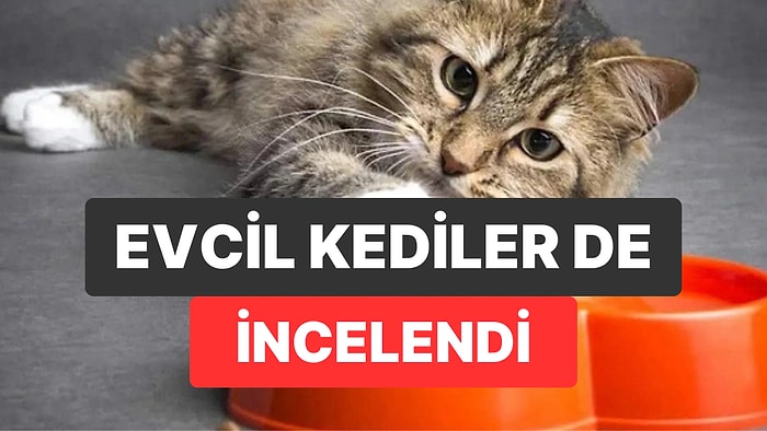 Kediler Üzerindeki Kanser Çalışmaları İnsan Tedavilerine Işık Tutuyor
