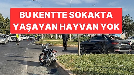 Şanlıurfa Valisi Hasan Şıldak Kent ve İlçe Merkezlerindeki Tüm Sokak Hayvanlarının Toplatıldığını Açıkladı