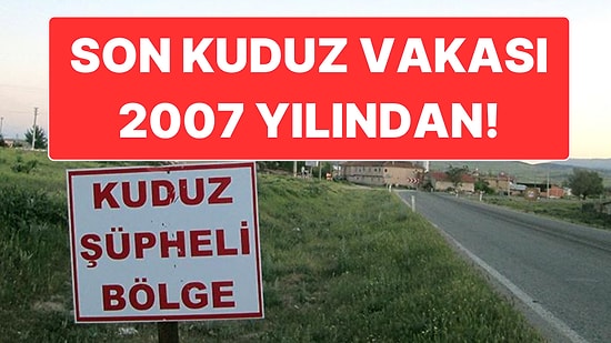 İstanbul Valiliği Kuduz İddialarını Yalanladı: Son Kuduz Vakası 2007’de Görülmüş