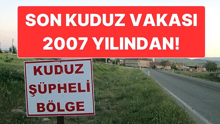 İstanbul Valiliği Kuduz İddialarını Yalanladı: Son Kuduz Vakası 2007’de Görülmüş