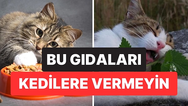 Uzmanlardan Kedi Sahiplerine Uyarı: Bu 5 Gıdayı Kedinize Vermeyin
