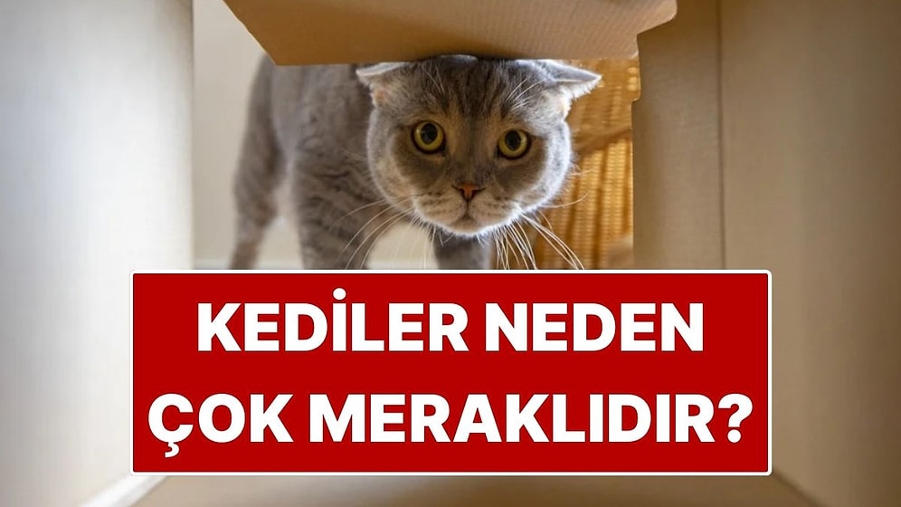 İlla Burunlarını Sokacaklar! Kediler Neden Çok Meraklıdır?