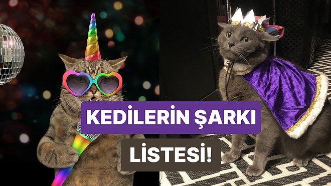 Kediler Şarkı Yazsaydı Muhtemelen Bu 10 Parça Çıkardı