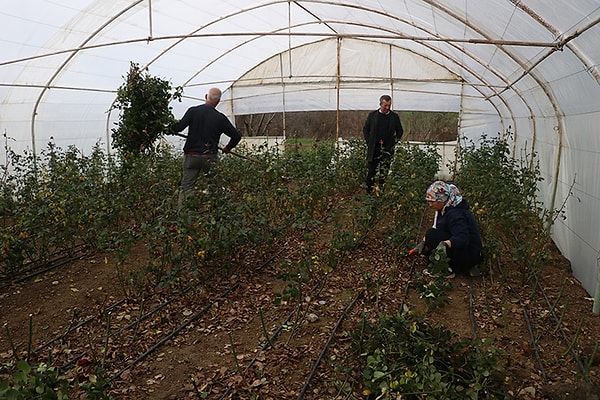 Ancak bu köklü gelenek, son yıllarda doğanın değişen dengeleriyle ciddi bir sınav veriyor.