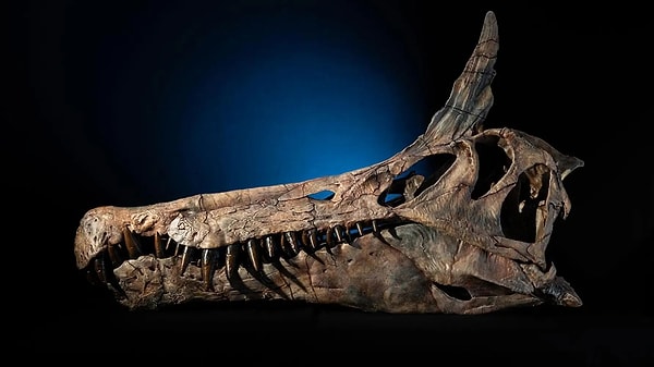 95 milyon yıl önce yaşayan dev avcı, nehir kıyılarında dolaşıyordu