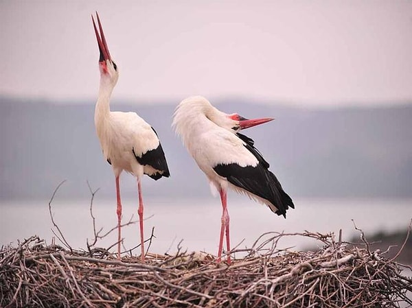 Bu büyüleyici hikaye, Eskikaraağaç Köyü’nü doğaseverlerin ve ünlü isimlerin uğrak noktası haline getirdi.