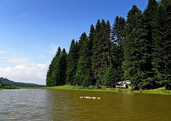 1. Düzce’nin Gizli Hazinesi: Pürenli Yaylası