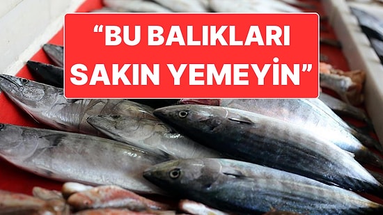 İzmir’deki Midyelerde Hastalık Tespit Edilmesi Sonrasında Balıklar İçin de Uyarı Geldi