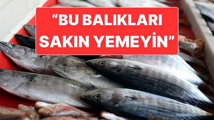 İzmir’deki Midyelerde Hastalık Tespit Edilmesi Sonrasında Balıklar İçin de Uyarı Geldi