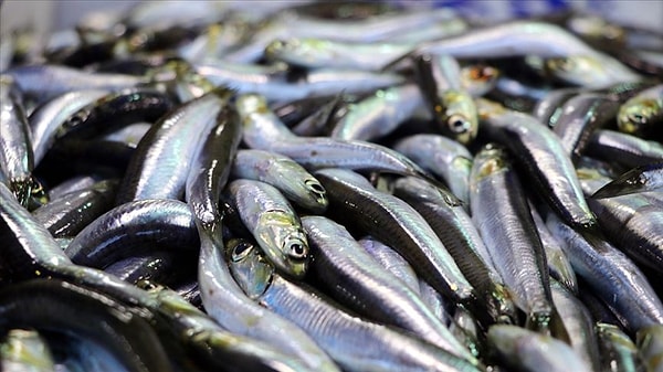 İzmir’de nereden tutulan balıkları yemek güvenli?